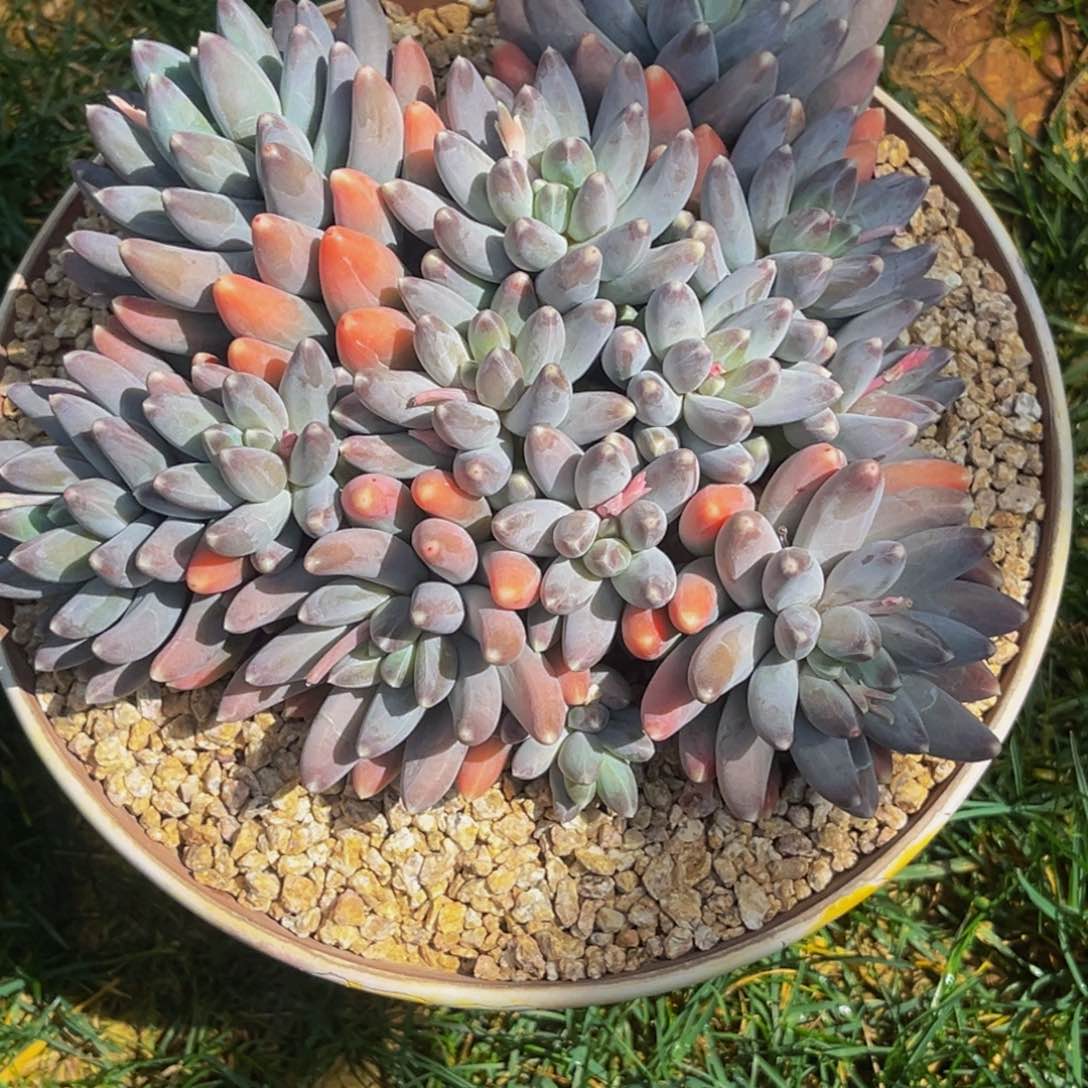 2417号上午多肉植物群生多肉植物