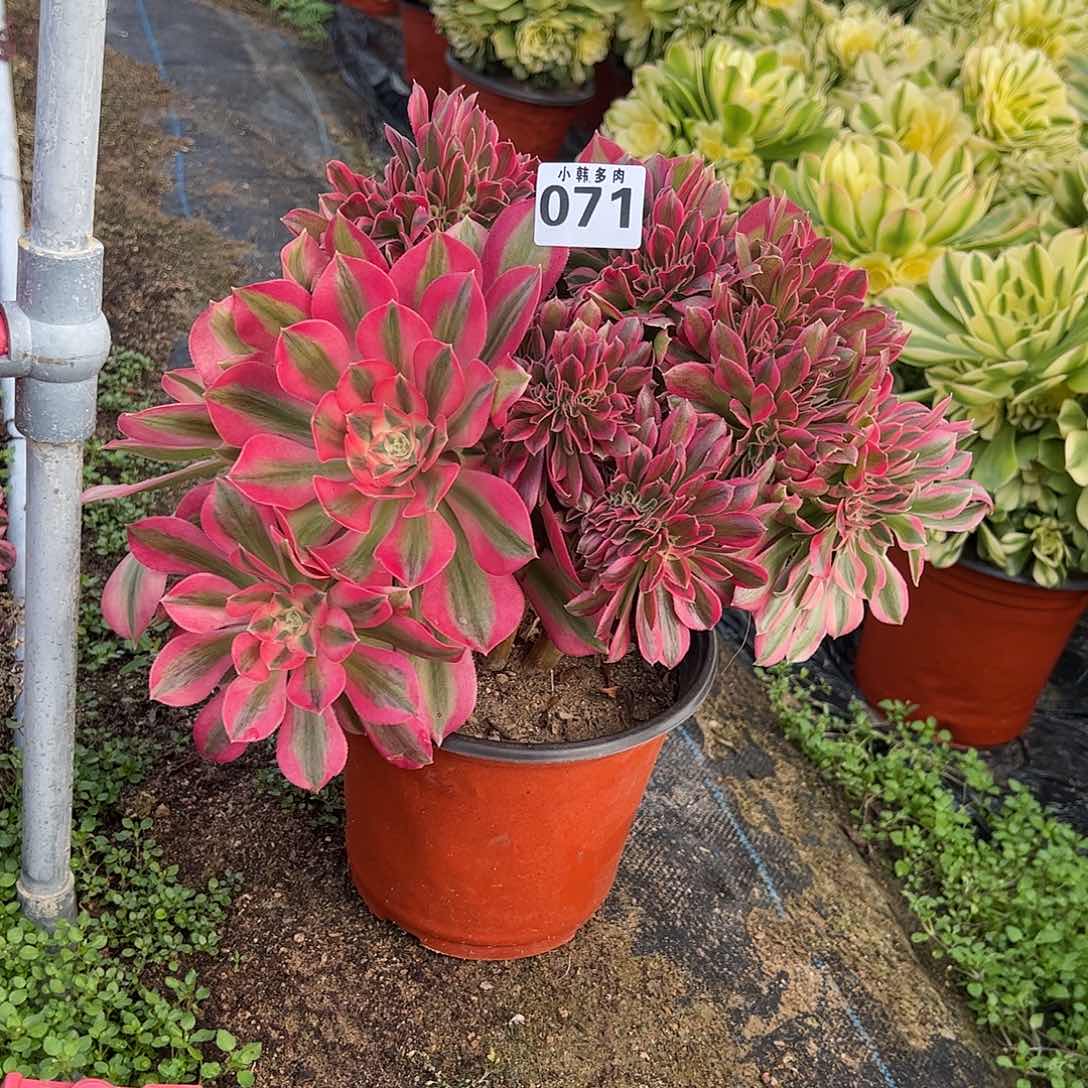 071女巫缀化法师一