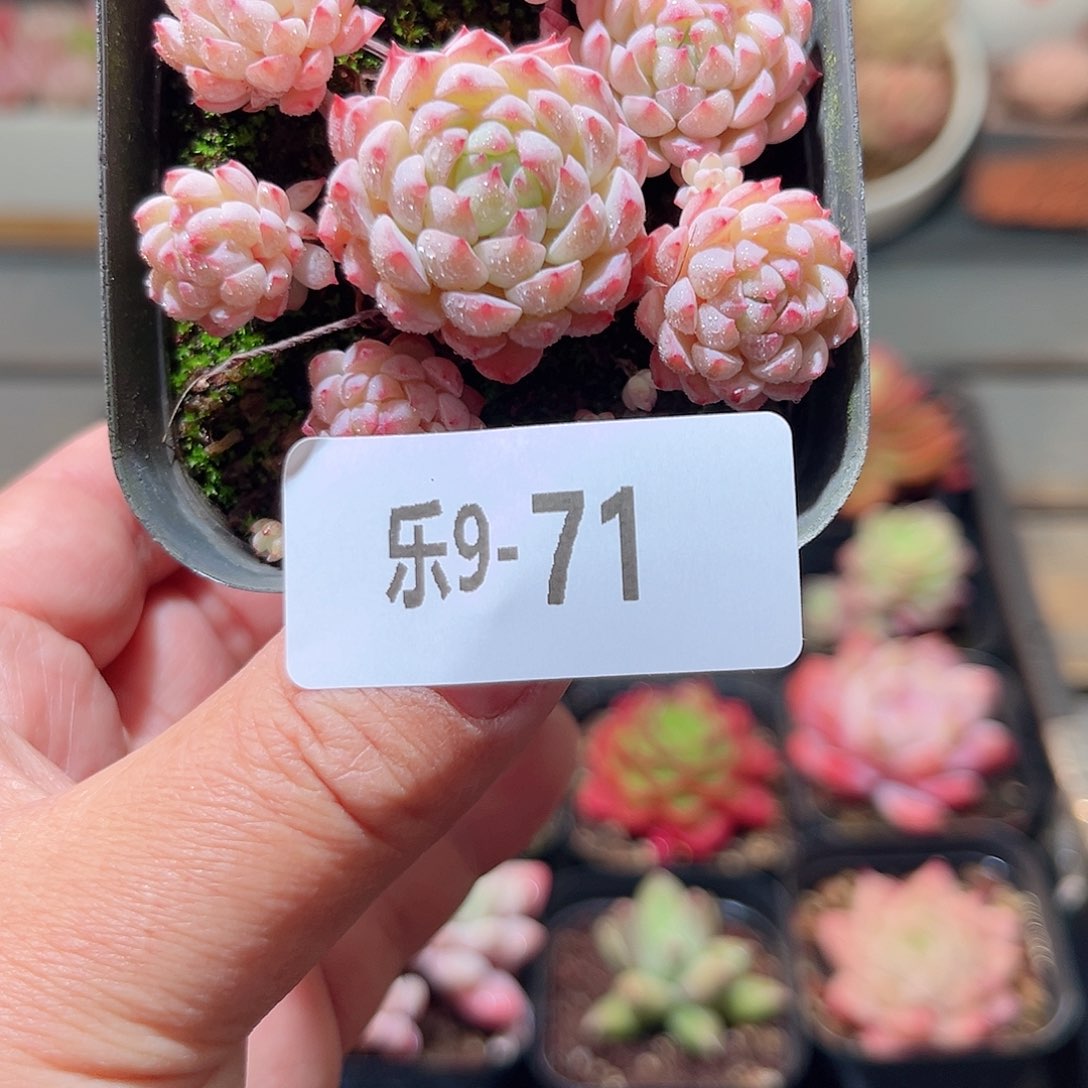 乐9-71 小粉梅不包整 