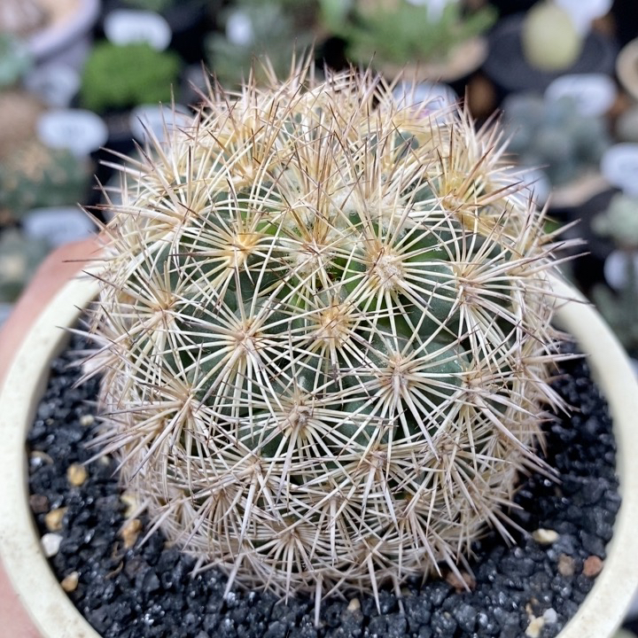 144号密刺海胆丸6.5cm