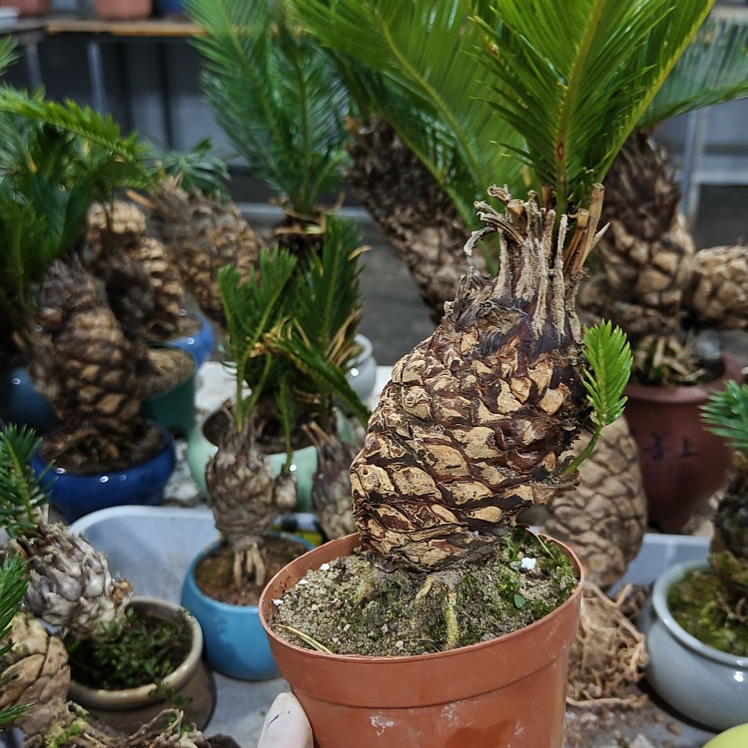 无花朵白鳞铁盆景基地价