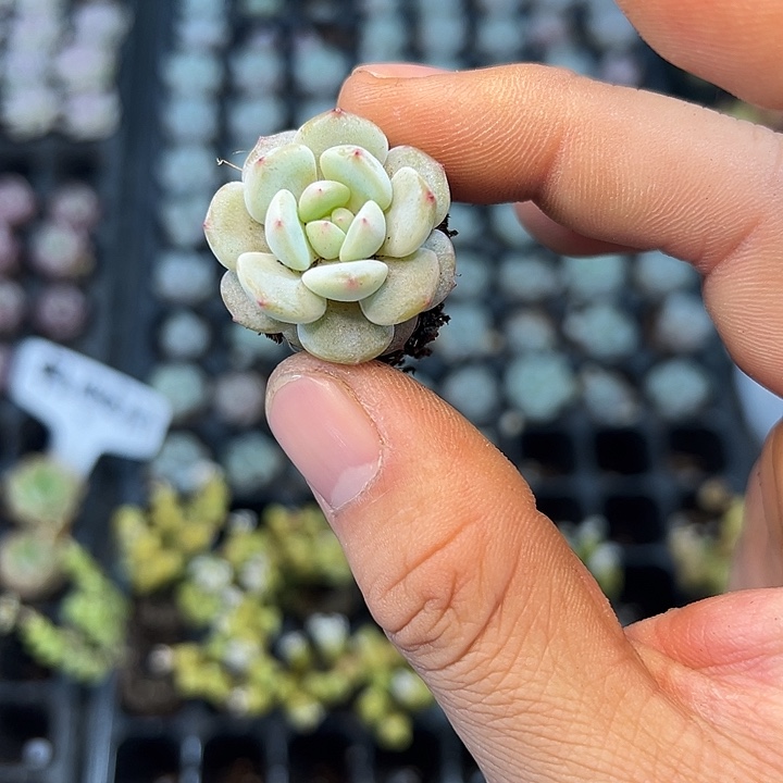 乌木左 满10颗包邮