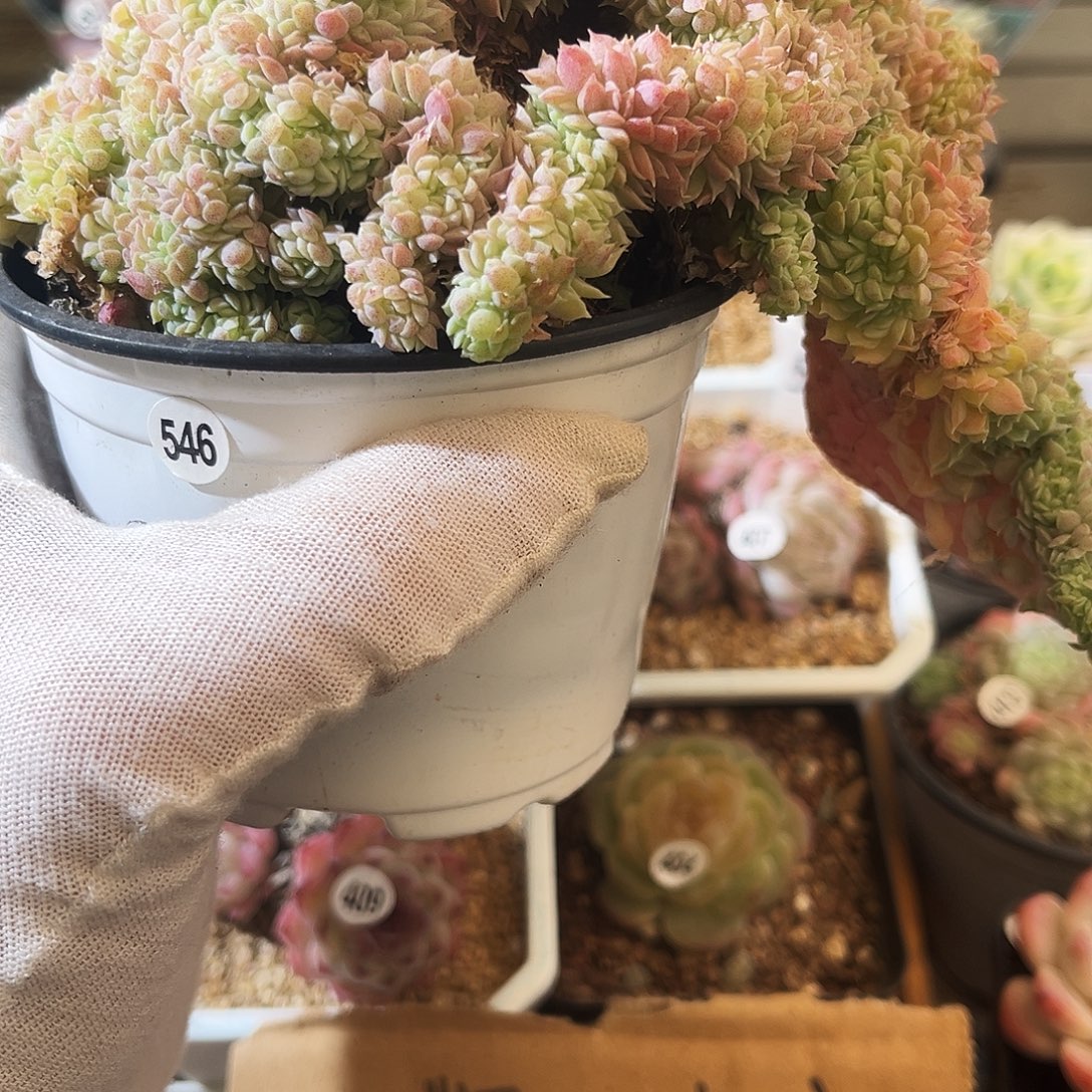 多肉植物一物一拍546