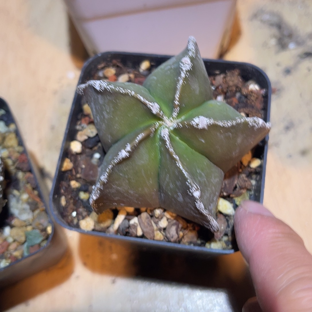 满38包邮2天凑单，脱土晾根发货多肉植物实生