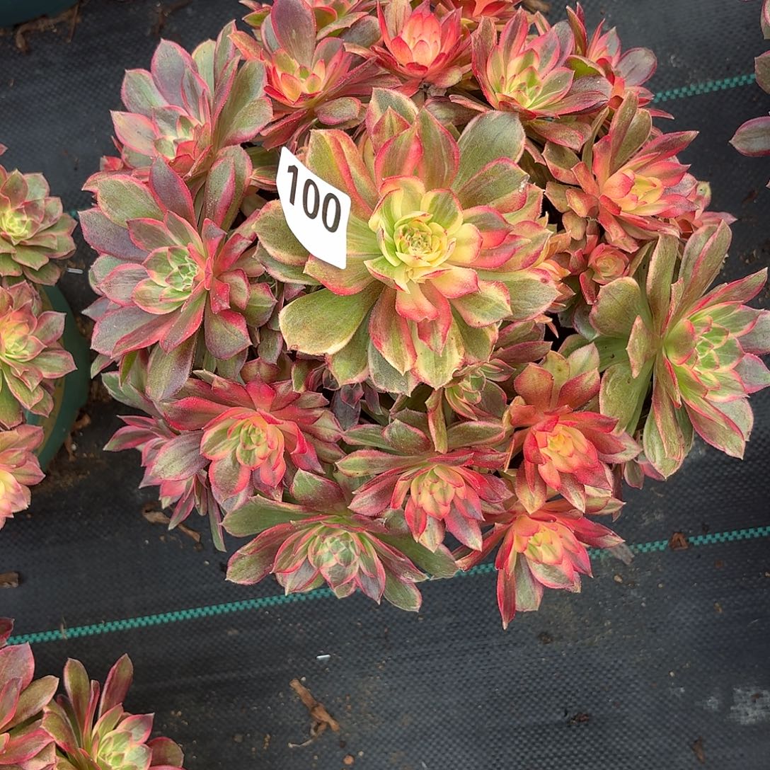 大黑膜锦多肉植物福利