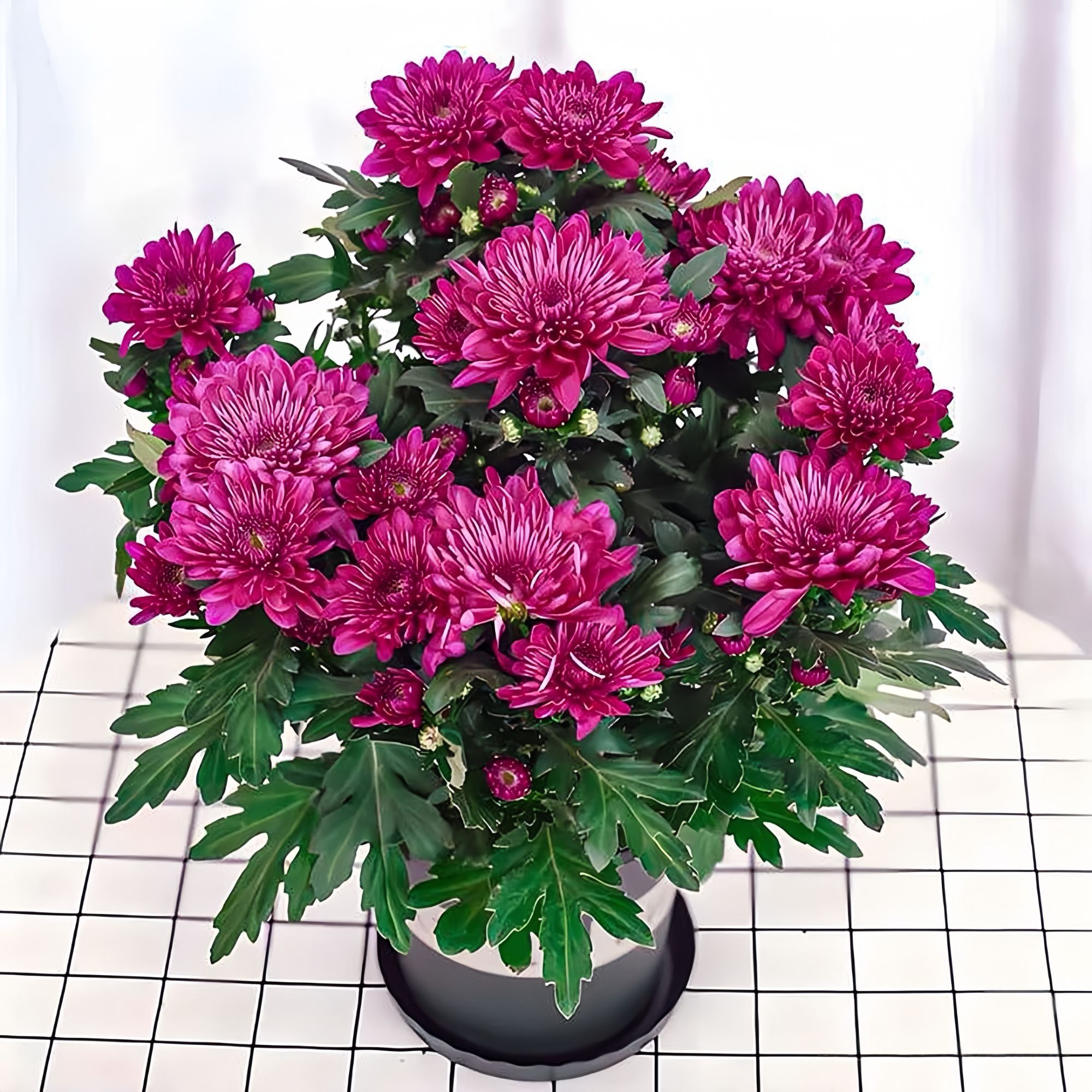 盆栽九月菊花卉四季菊花开花菊花小苗庭院耐寒耐热好养阳台室外内
