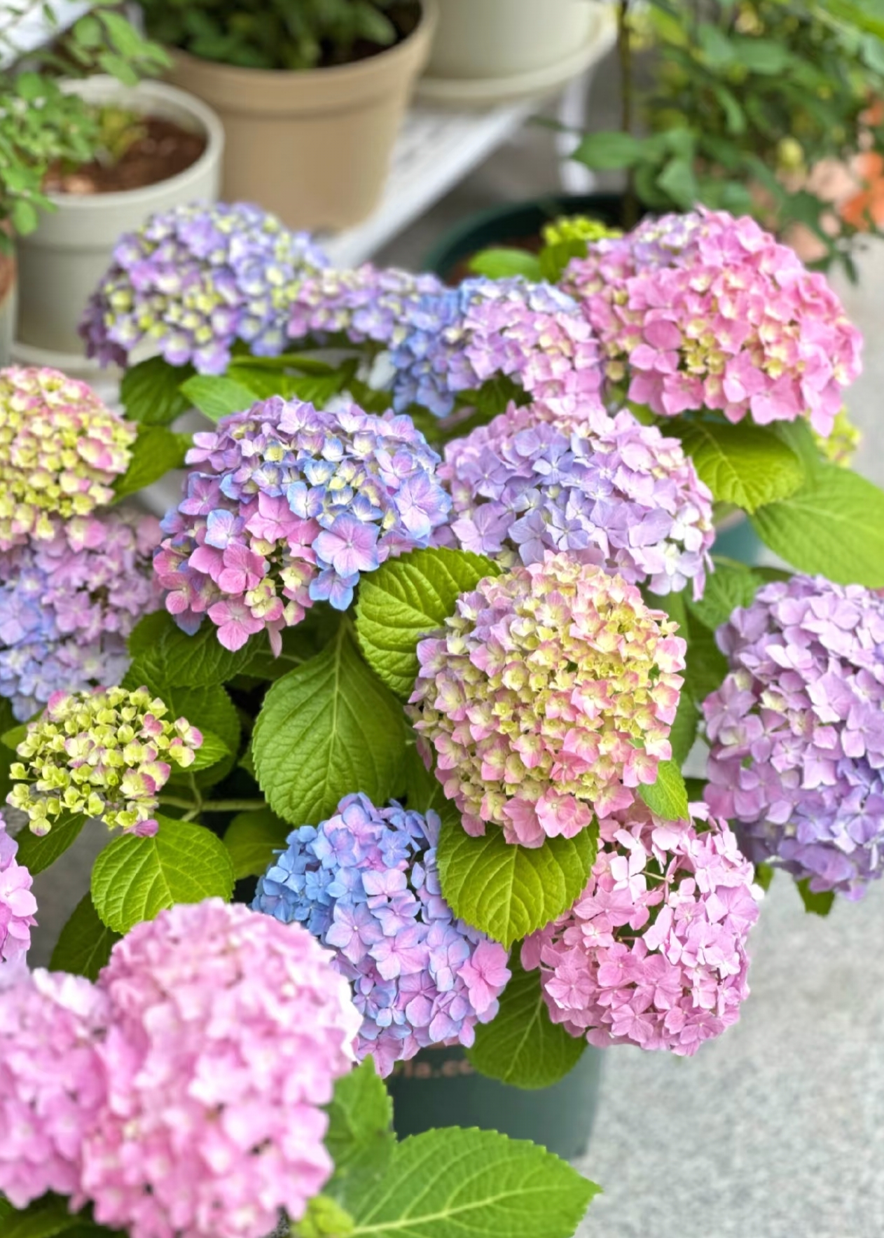 宇辰【2加仑易多梦幻绣球花】盆栽室内外花卉带苞发货云南基地直发