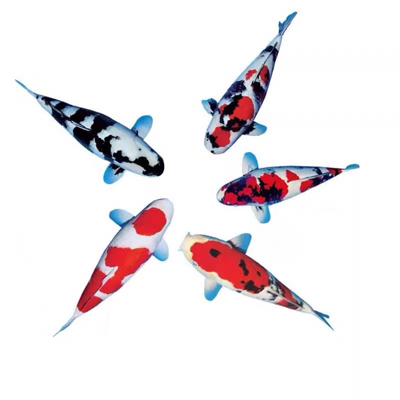 进口血统精品红白大正昭和（包邮包活）