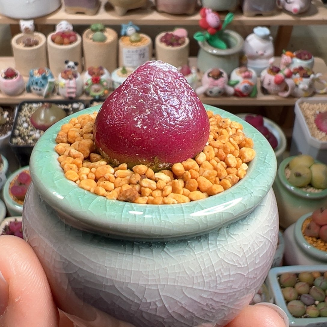 多肉植物93号灯泡