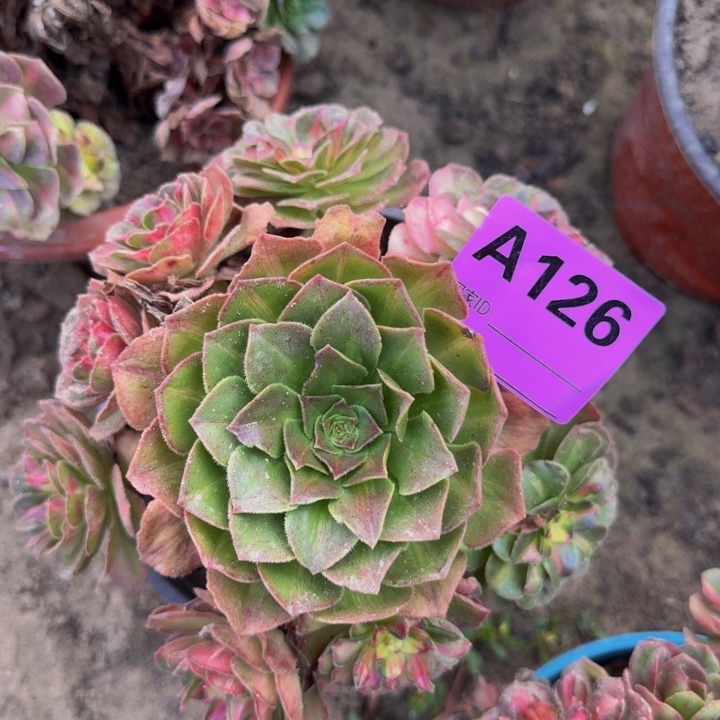 不包损不包侧枝海王七彩126