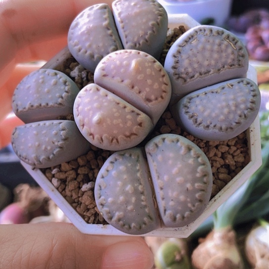 无花朵1038，2.5-3厘米大饼干微徒