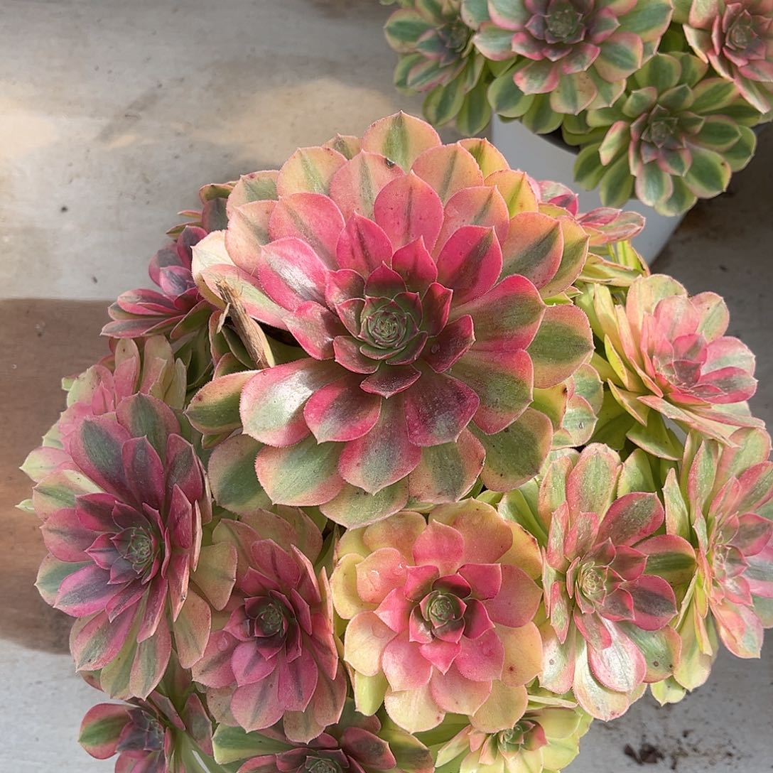 雨荷法师多肉植物漂亮