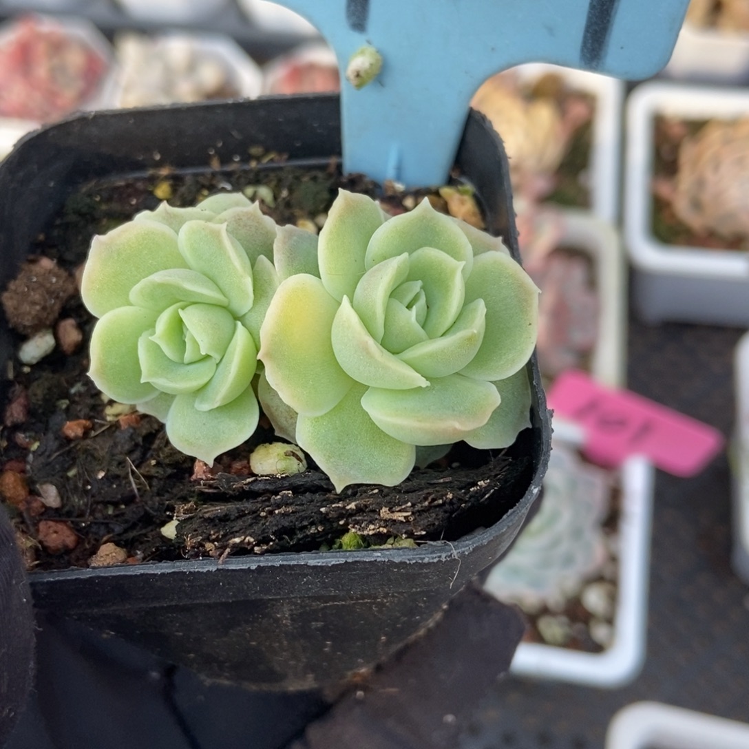 909虾饺多肉植物多肉
