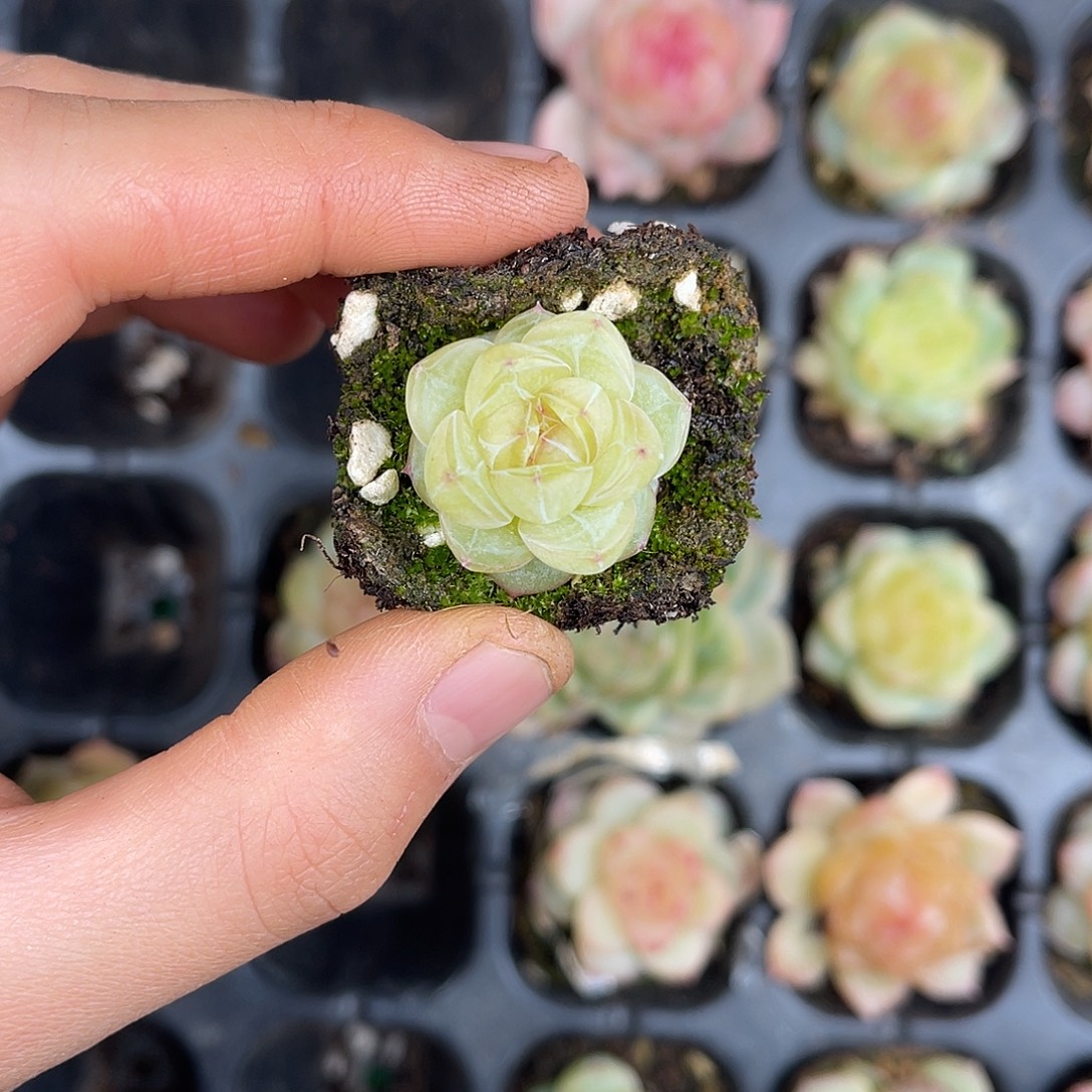 多肉植物一物一拍3-108