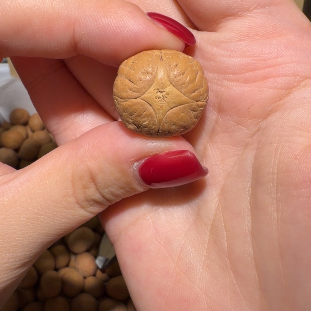 雪***晚凤眼菩提吊坠雪下