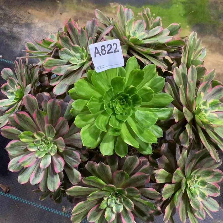 822粉黛精品法师