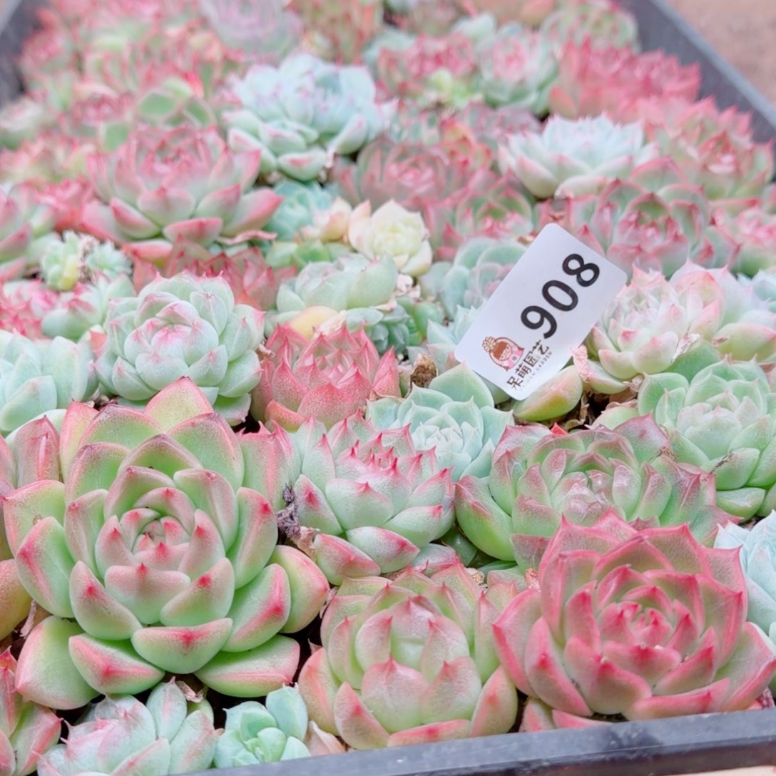 多肉植物多肉植物