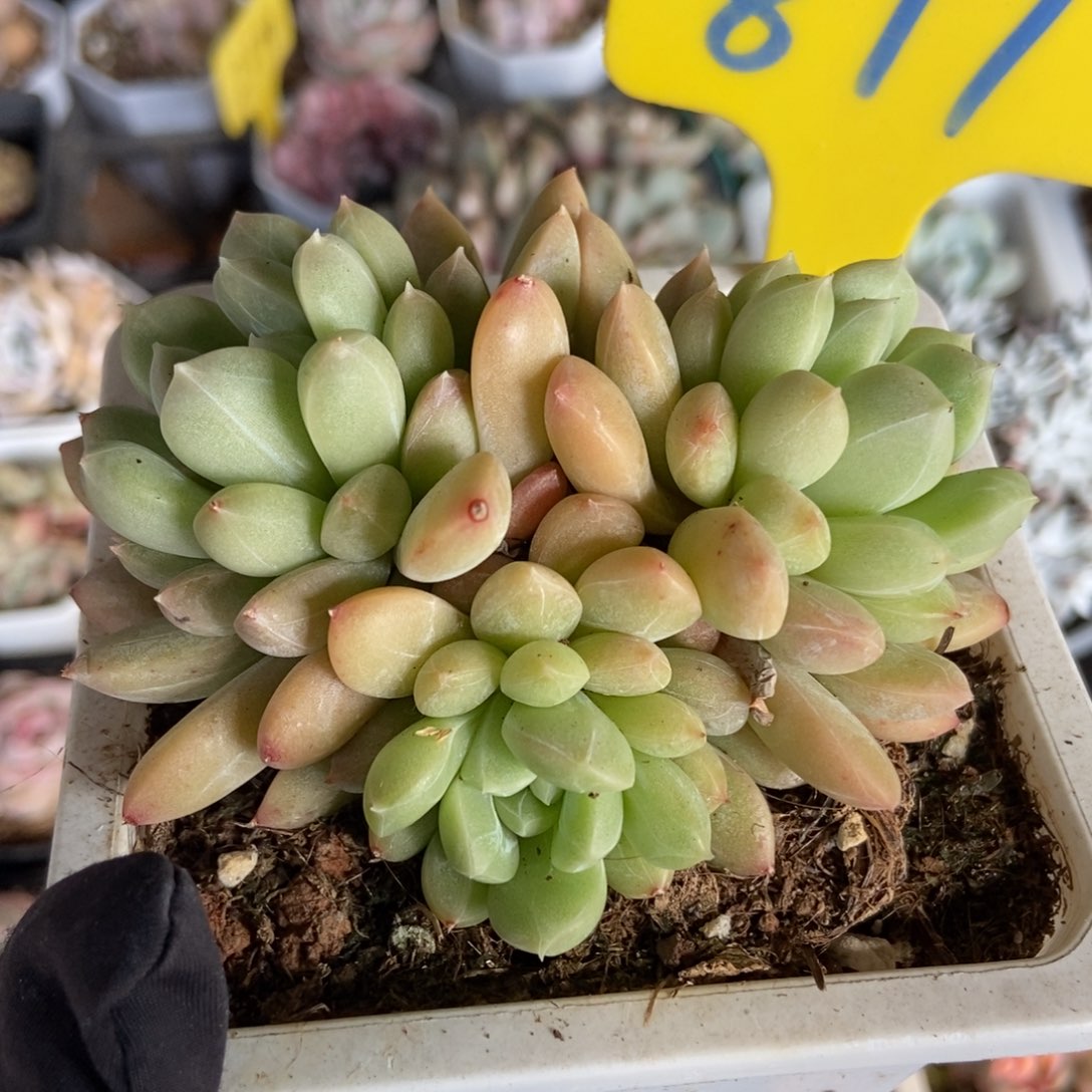 877百搭翡翠多肉植物保护