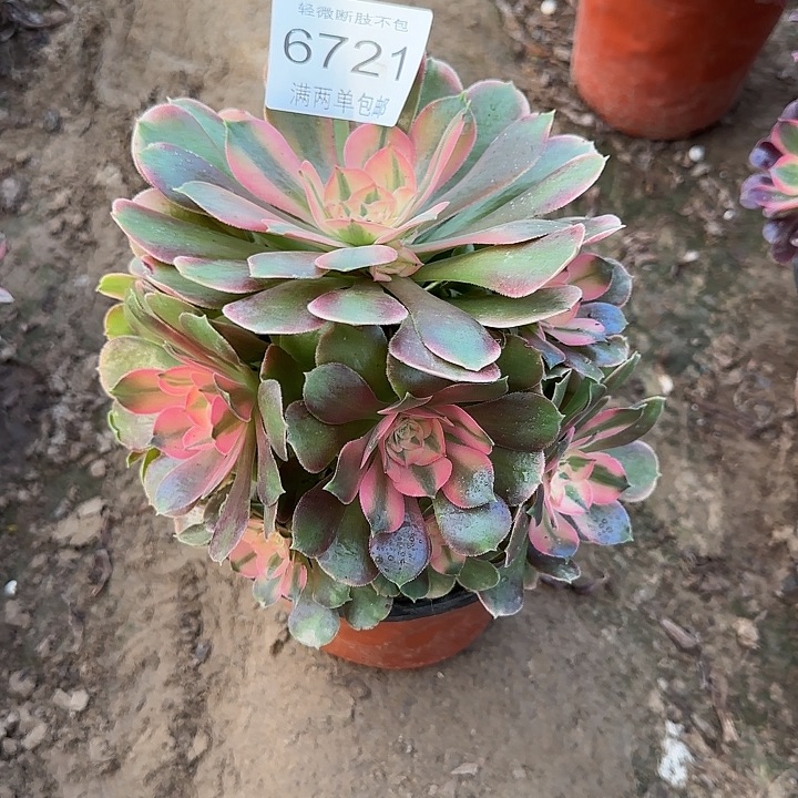 6721香妃多肉植物