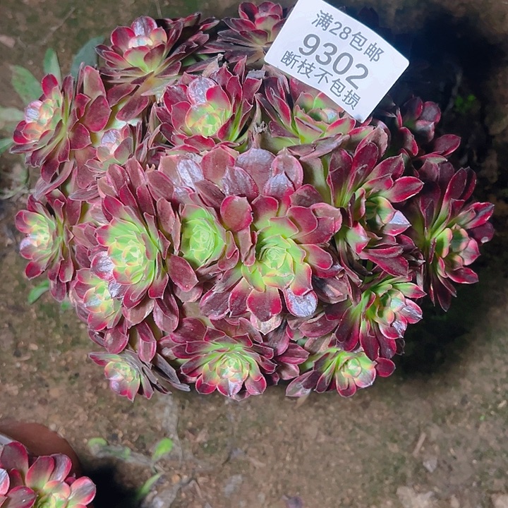 9302安娜多肉植物