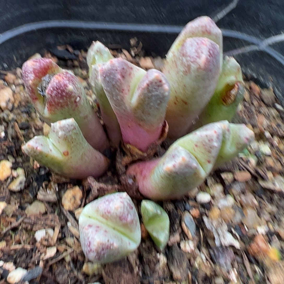 12.1好看的多肉脱土发货898