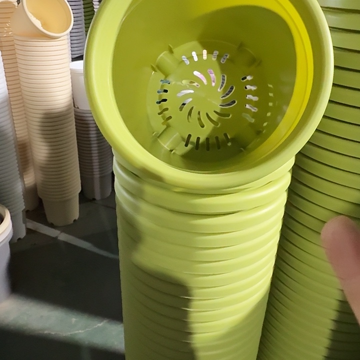 四季3号果绿无托10个