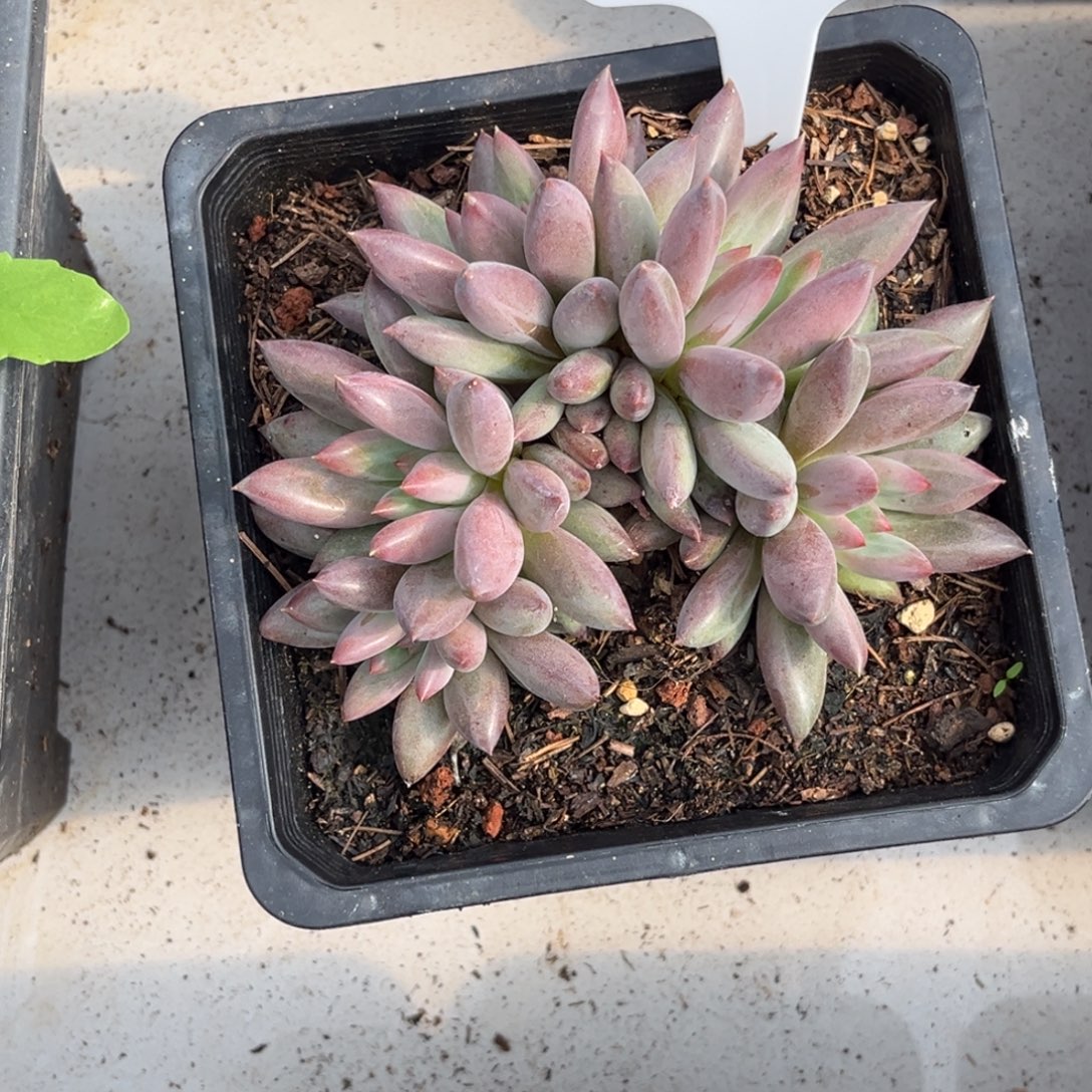 虞美人多肉植物49