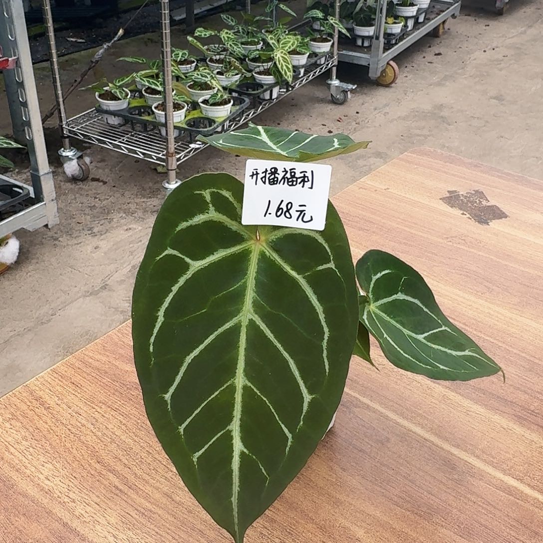 G***G完全开放开播福利Z01