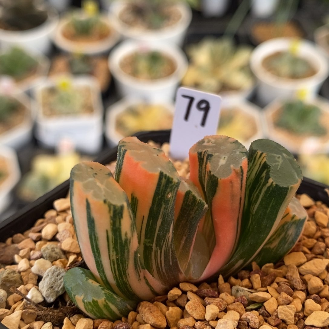 79号北斋玉扇锦多肉