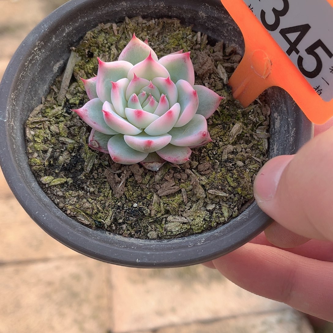 茶***哥345号多肉植物组合