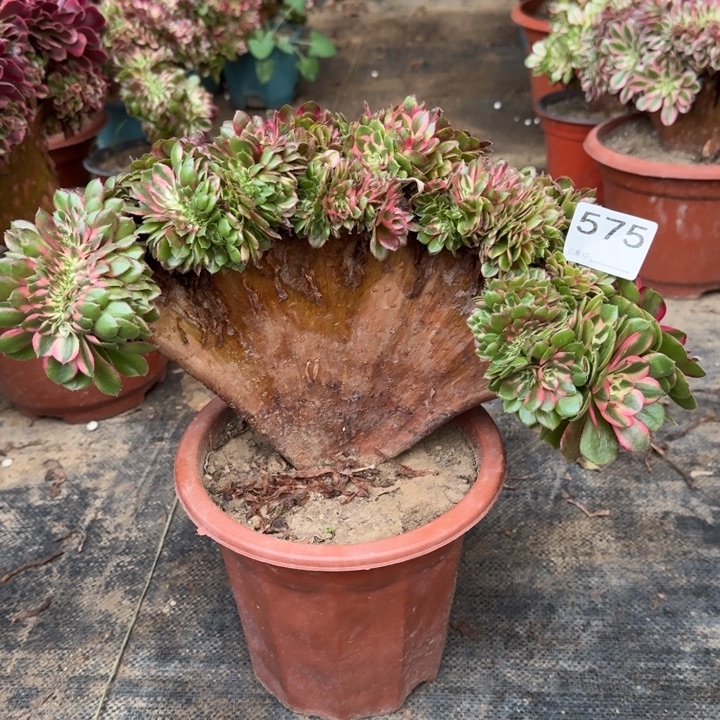 荔枝法师锦缀化漂亮575