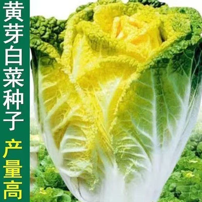 黄芽菜种子黄牙菜种孑耐寒白菜娃娃菜阳台盆栽四季播秋冬季蔬菜籽