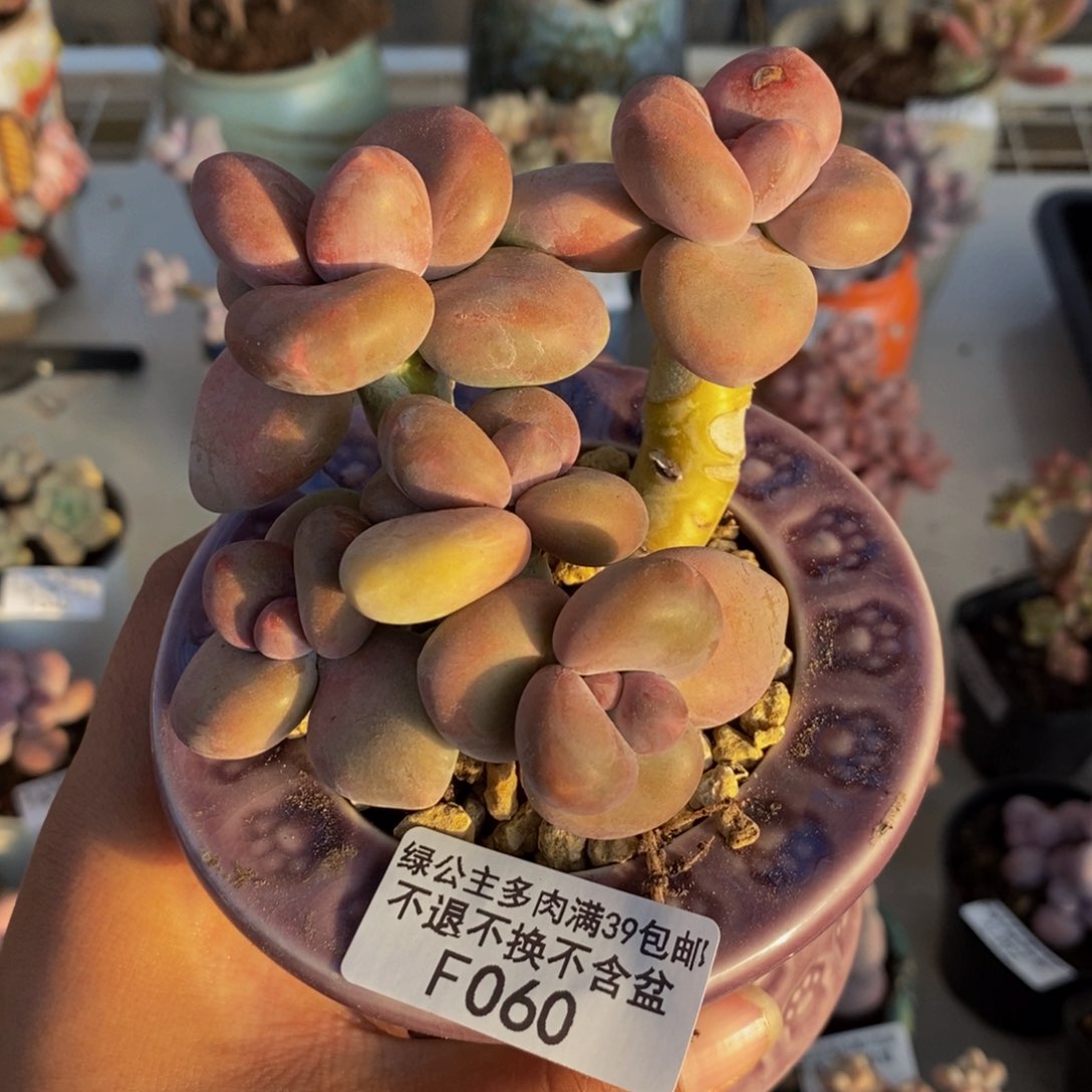 060芒果奶kk奶多肉7c m