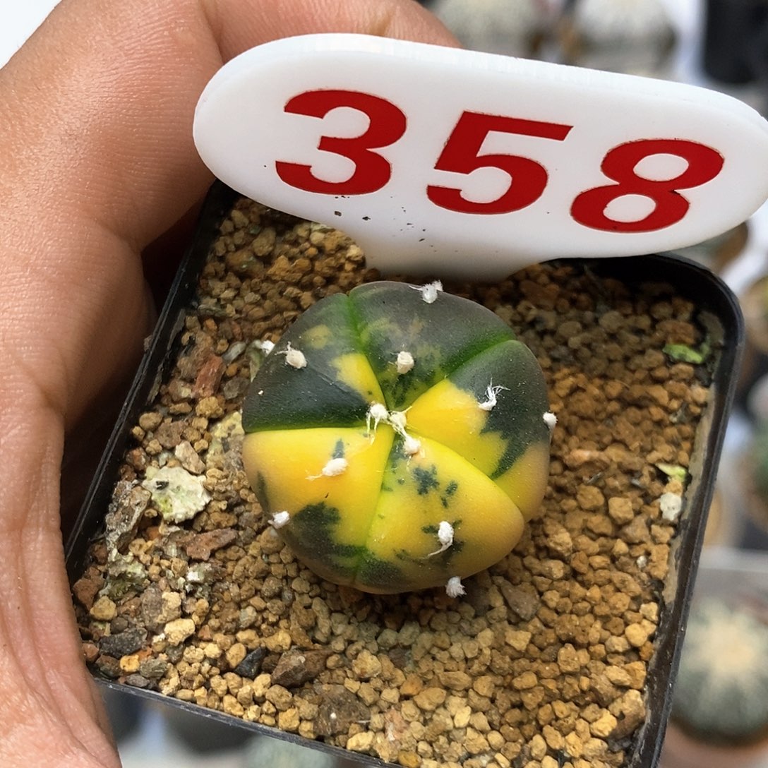 358福利特价来了哦