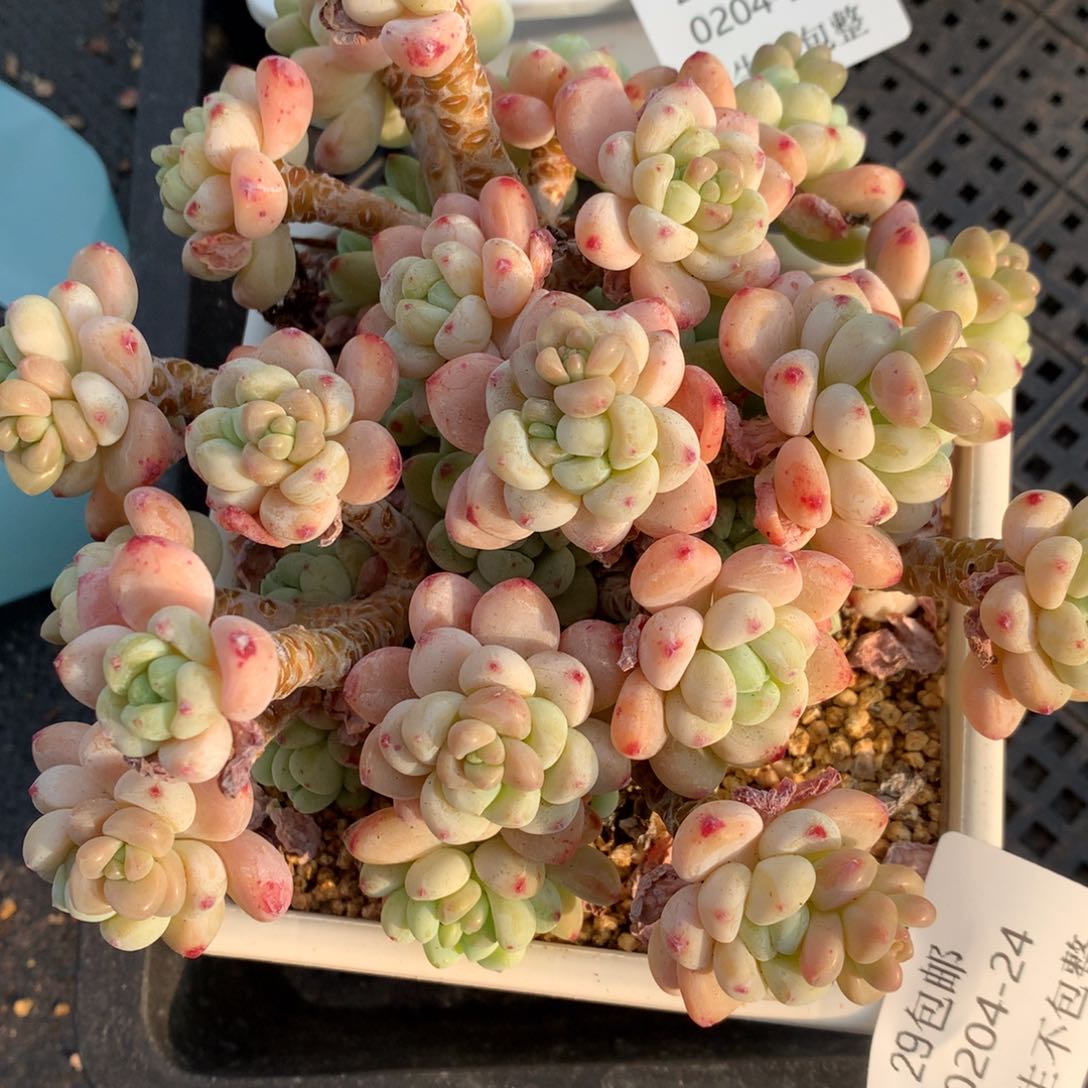 0204-24 老桩罗琦