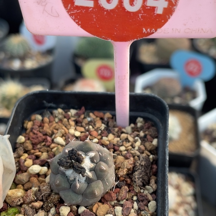 实生冬云2684000000000