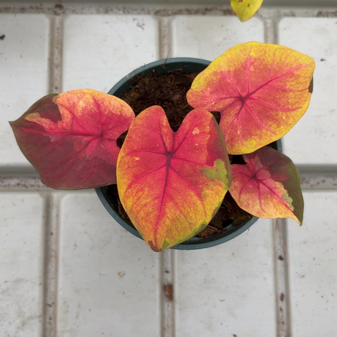 落日天空 月亮彩叶芋56-1225