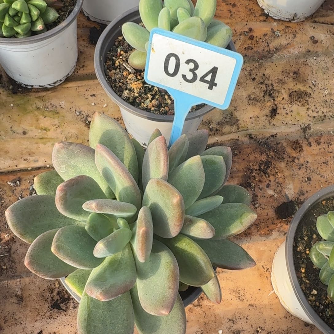 小***儿多肉植物漂亮多肉034