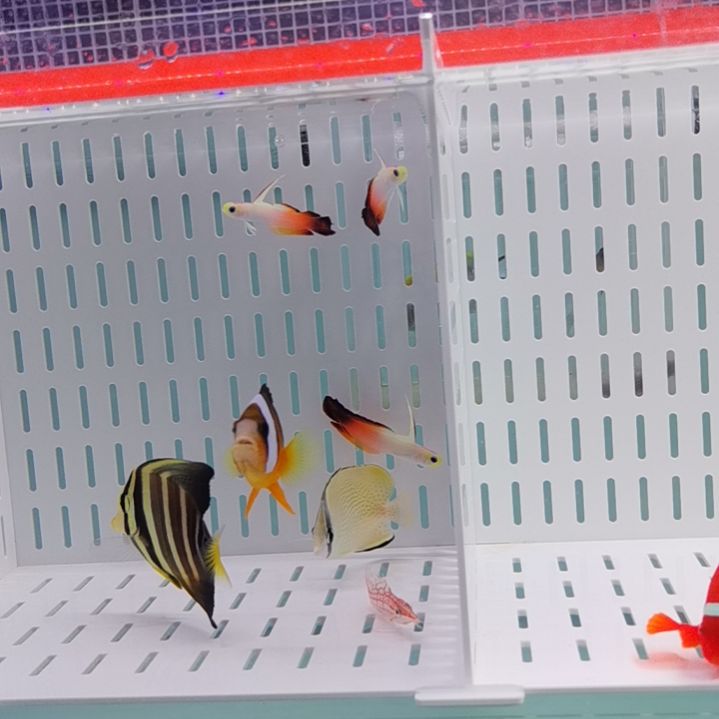 一条雷达海水鱼开口