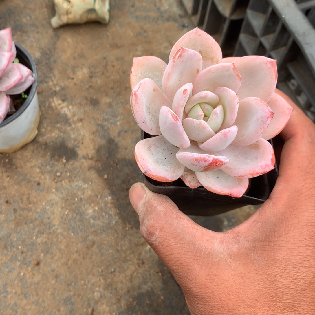 Y***兔清政府就不应以军