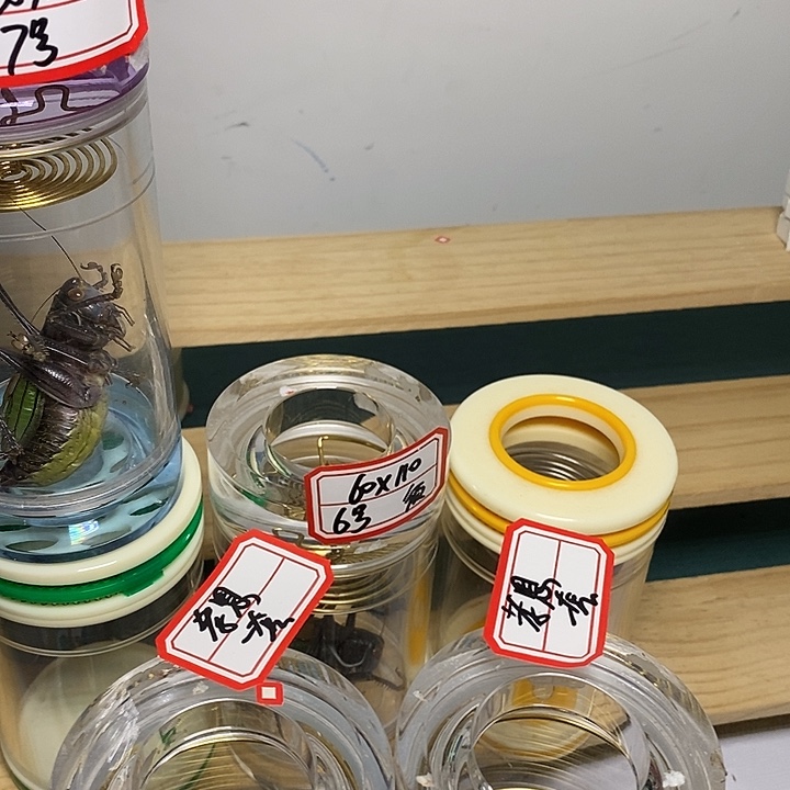 蝈蝈60-145两套一断须孝恩