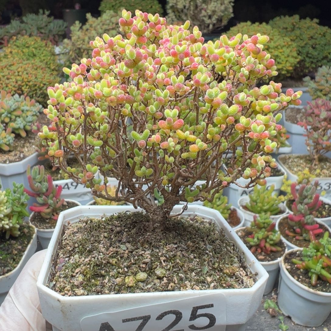 A725精控蜜橘糖球一物一拍