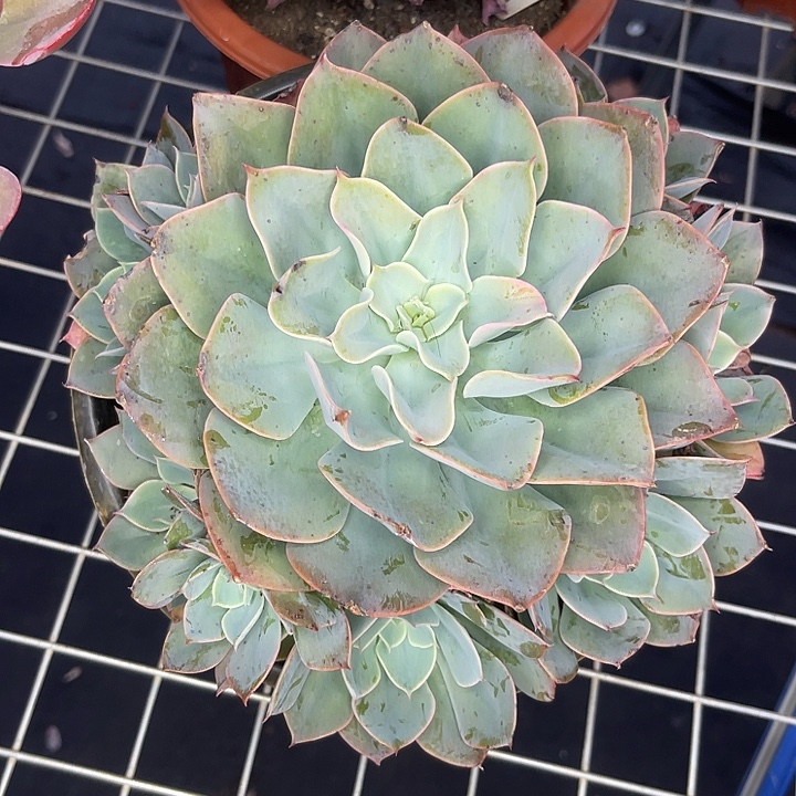 两单包邮，一物一拍蓝宫