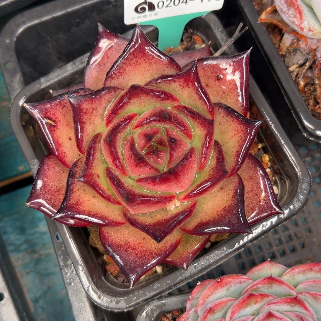 多肉一物一拍0204-195