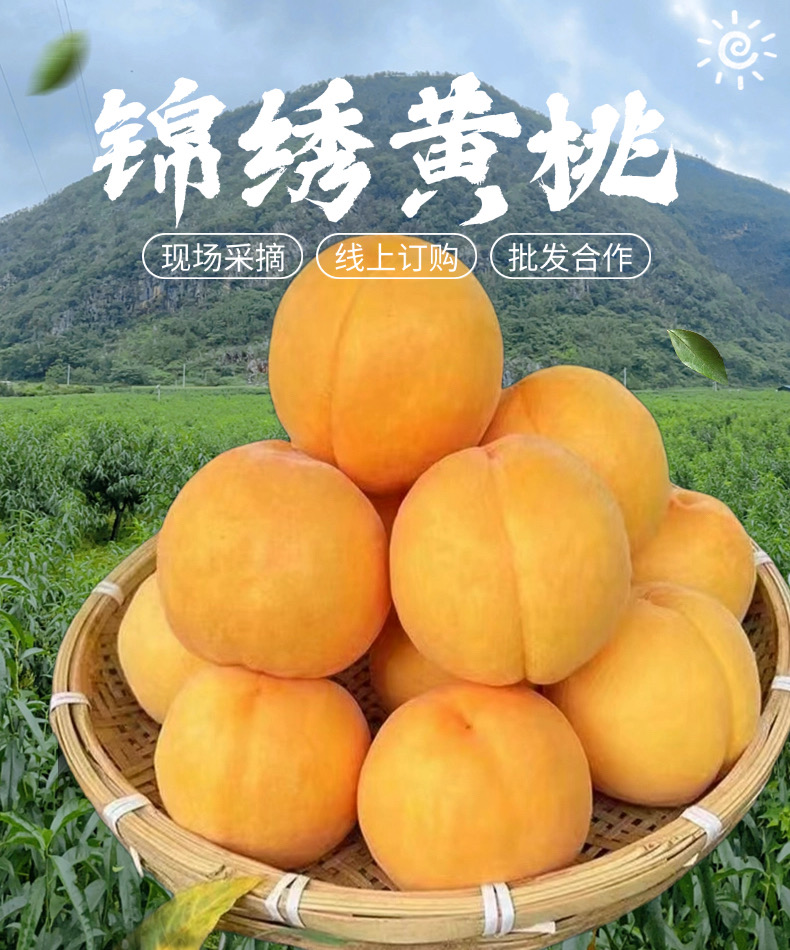 【小敏敏/小油花专属】锦绣黄桃香甜多汁应季水果产地直发