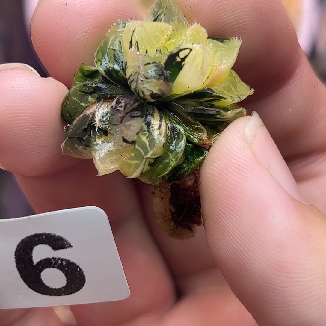 716魔刺锦十二卷多肉