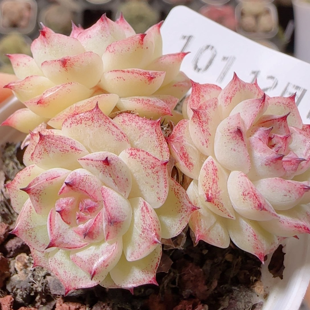 花语多肉1210-101散