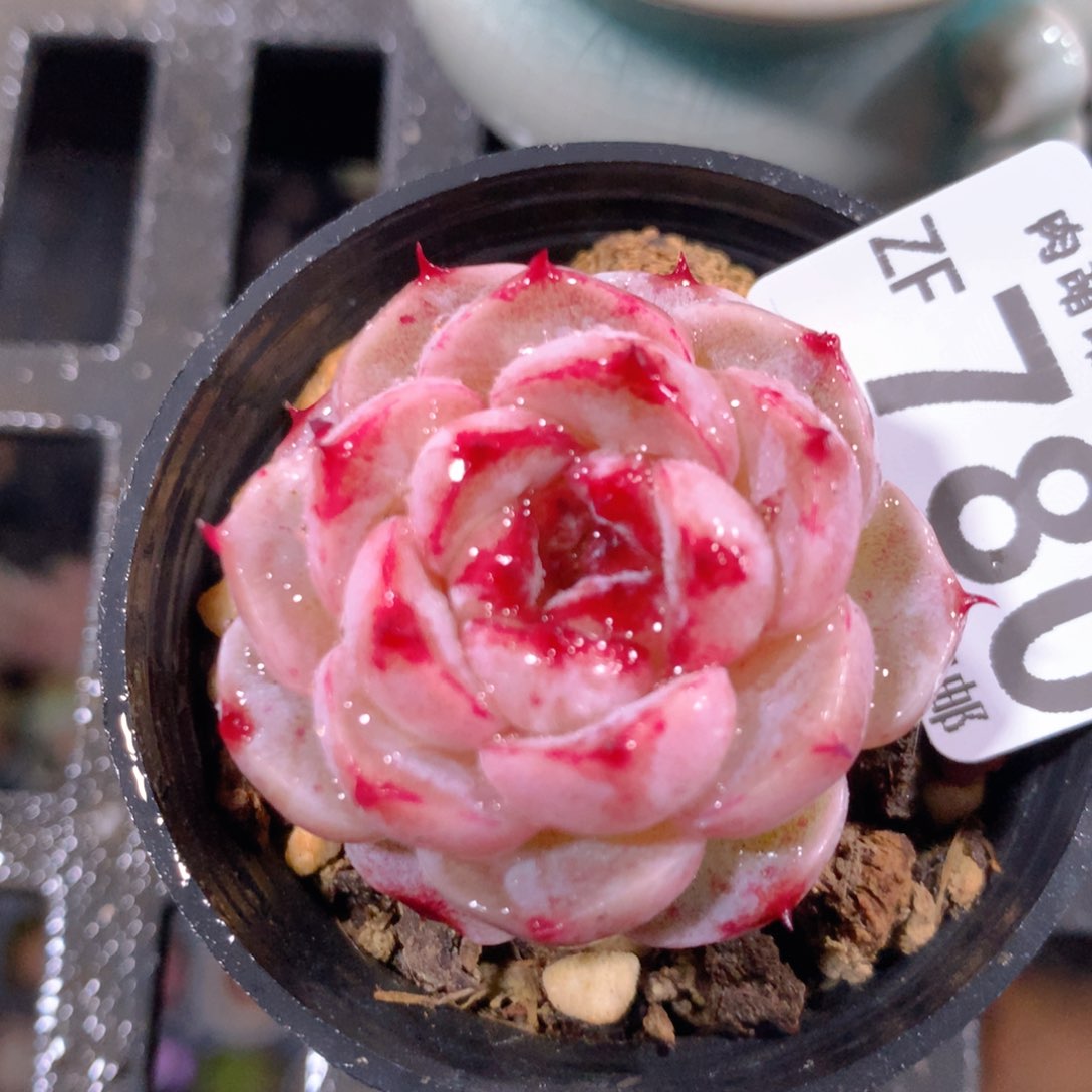 5CM拇指盆精控多肉ZF780