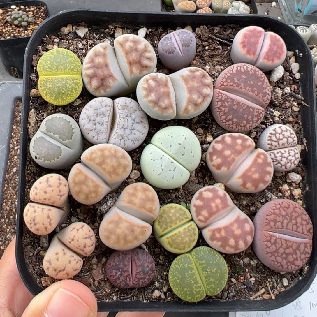 11.17好看的多肉脱土发货586
