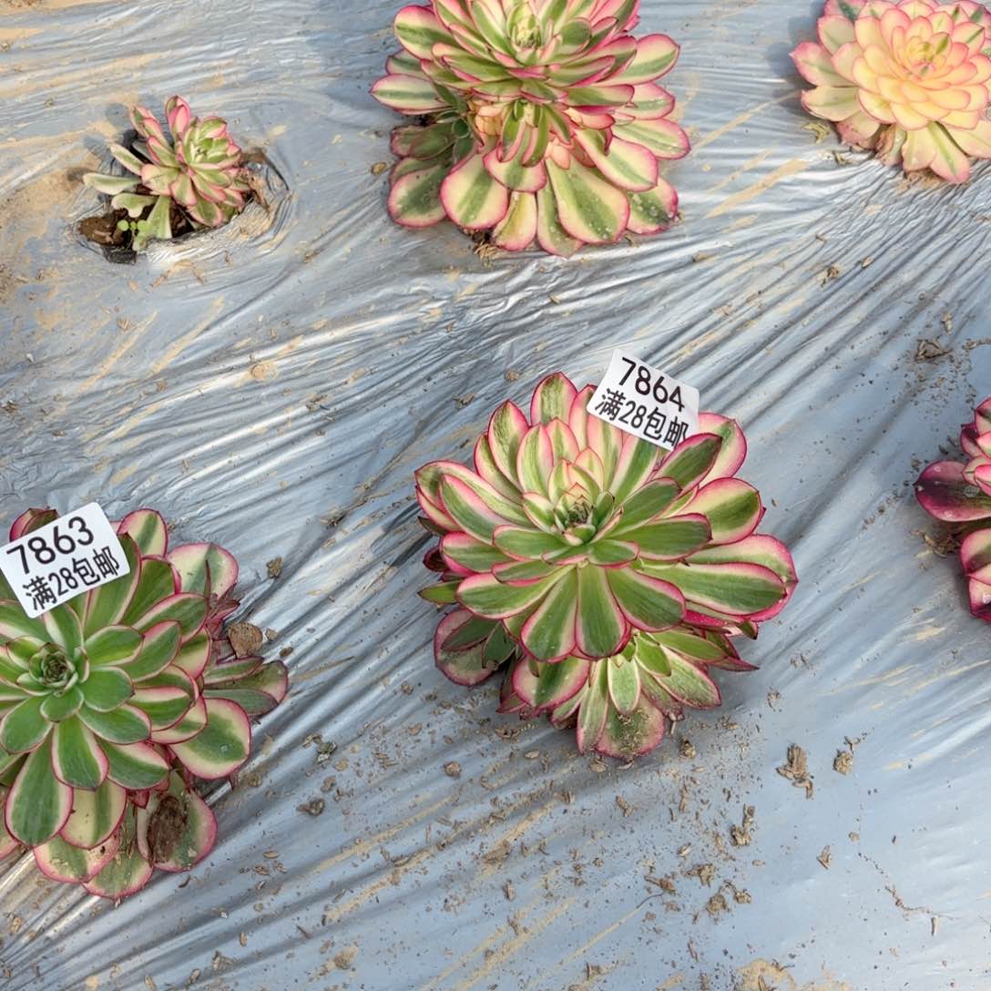 青*M78657863786478627861多肉